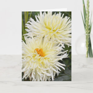 Notecard with two white dahlias