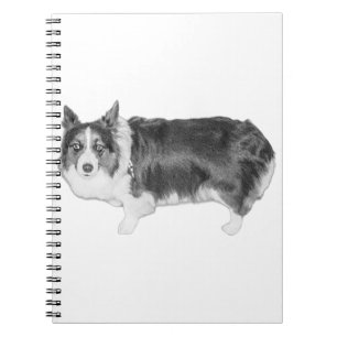 Notes from the Quiet Watch Notebook