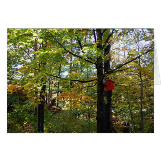 Nothern Orntario autumn forest