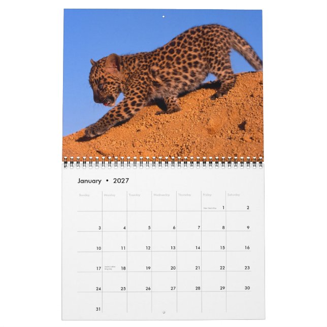 Nothing but Leopards - 2013 Calendar (Jan 2027)