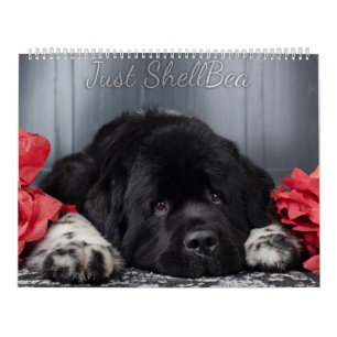 Notta Bear Newfoundlands ShellBea Calendar