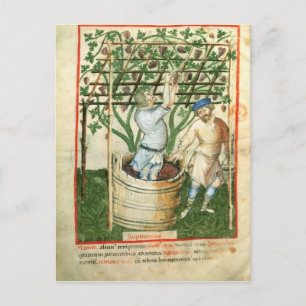 Nouv Acq Lat Gathering and pressing grapes Postcard
