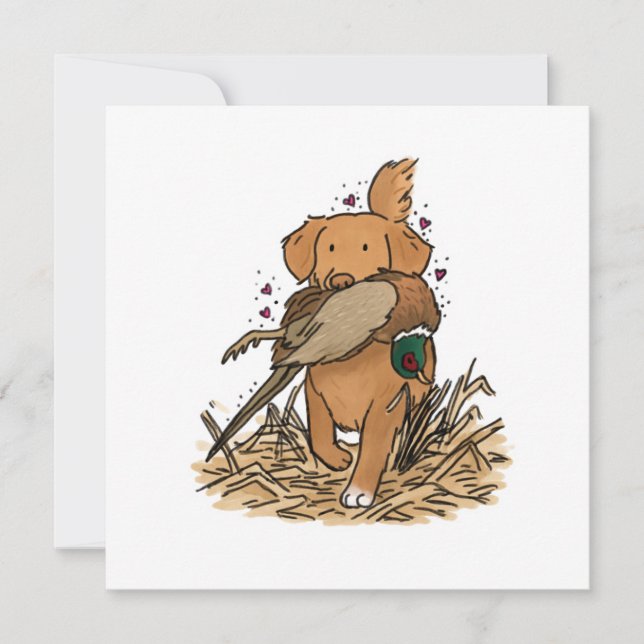 Nova Scotia Duck Tolling Retriever (Front)