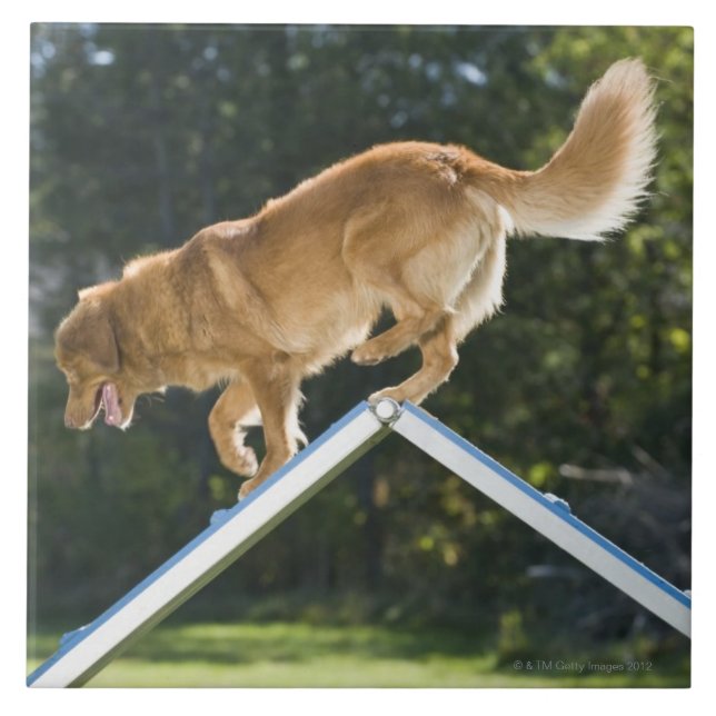 nova scotia duck-tolling retriever ceramic tile (Front)