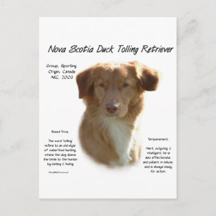 Nova Scotia Duck Tolling Retriever History Design Postcard
