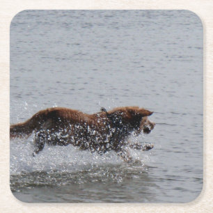 Nova_Scotia_Duck_Tolling_Retriever_in water Square Paper Coaster