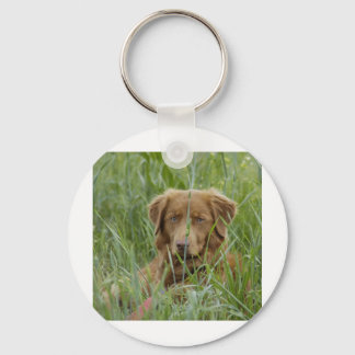 Nova Scotia Duck Tolling Retriever Key Ring