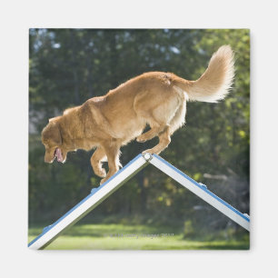 nova scotia duck-tolling retriever magnet