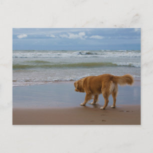 Nova Scotia Duck Tolling Retriever Ocean Cautious Postcard