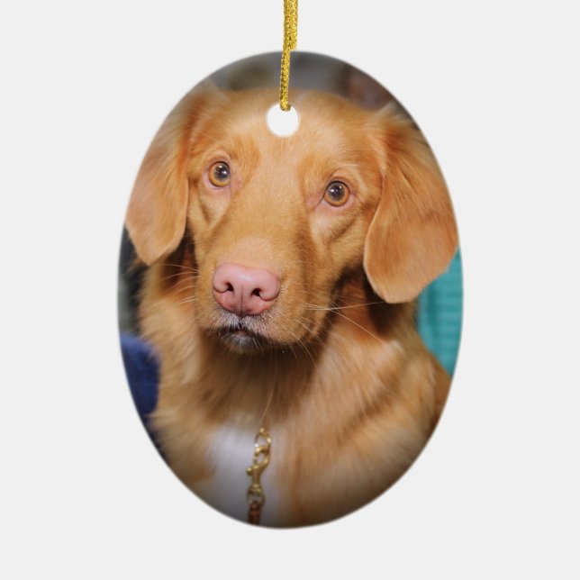 NOVA SCOTIA DUCK TOLLING RETRIEVER ORNAMENT (Front)