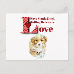 Nova Scotia Duck Tolling Retriever Postcard