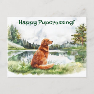 Nova Scotia Duck Tolling Retriever Postcrossing Postcard