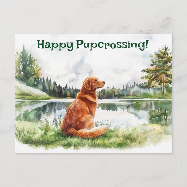 Nova Scotia Duck Tolling Retriever Postcrossing Postcard (Front)