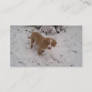 Nova_Scotia_Duck-Tolling_Retriever pup in snow Business Card