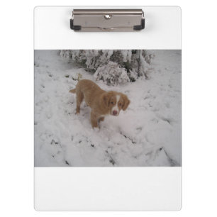 Nova_Scotia_Duck-Tolling_Retriever pup in snow Clipboard