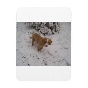 Nova_Scotia_Duck-Tolling_Retriever pup in snow Magnet