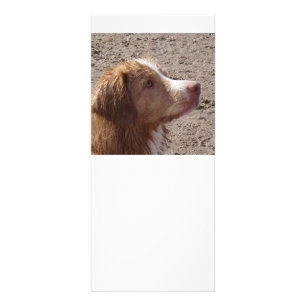 Nova_Scotia_Duck_Tolling_Retriever Rack Card