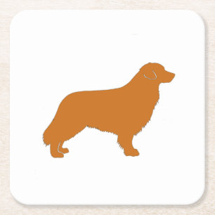 nova scotia duck tolling retriever silo colour square paper coaster