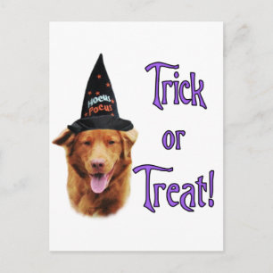 Nova Scotia Duck Tolling Retriever Trick Postcard