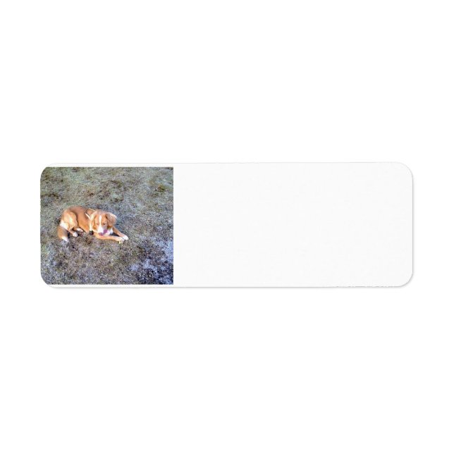 NovaScotiaDuck-TollingRetriever laying 2 Return Address Label (Front)
