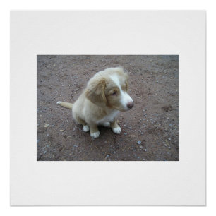 NovaScotiaDuckTollingRetriever pup sitting Poster