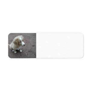 NovaScotiaDuckTollingRetriever pup sitting Return Address Label