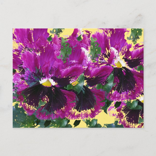 November Pansies Postcard (Front)
