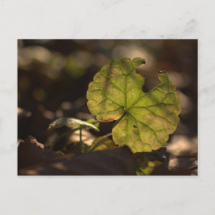 November Sun CC0303 Postcard
