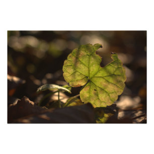 November Sun CC0305 Photo Print