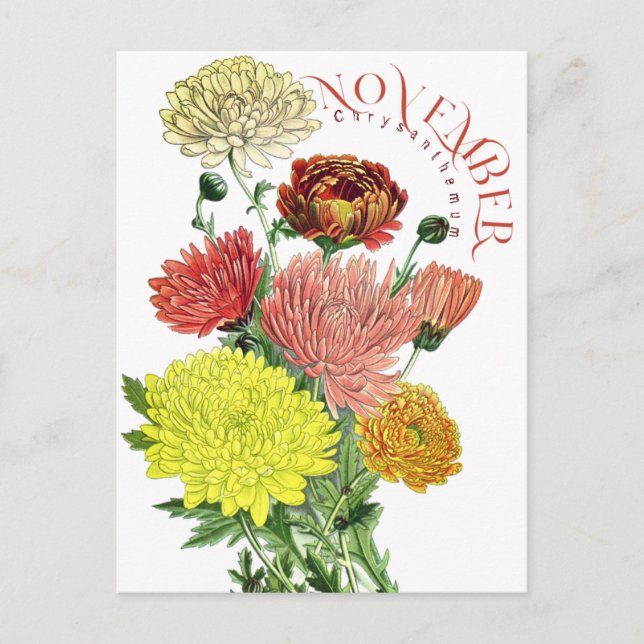 Novermber Month Flowers Chrysanthemum Fancy Postca Postcard (Front)