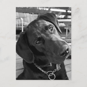 Now that I have your Attention... Postcard