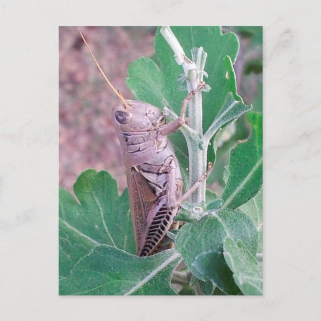 Now That's a Grasshopper Postcard (Front)