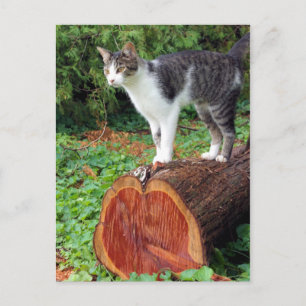 Now You Have My Attention - Kitty Card