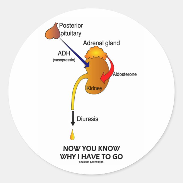 Now You Know Why I Have To Go (Diuresis) Classic Round Sticker (Front)