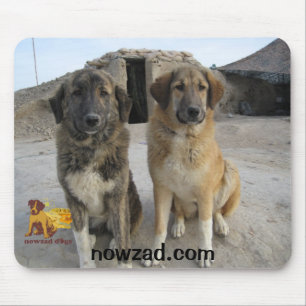 Nowzad Dogs mouse mat