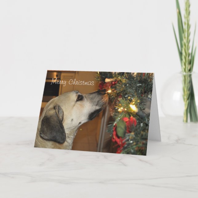 Nowzad Kilo Christmas Card (Front)