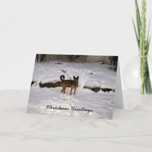 Nowzad Rescue Christmas Card