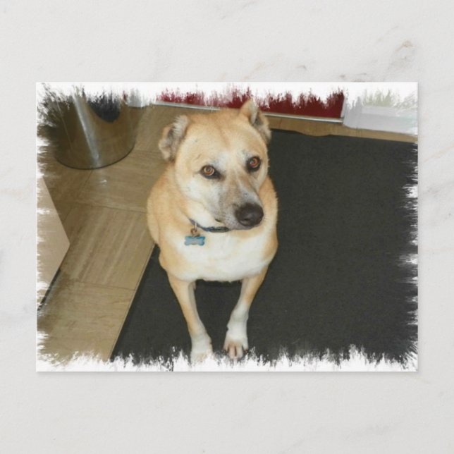 Nowzad Rescue Dog Postcard (Front)