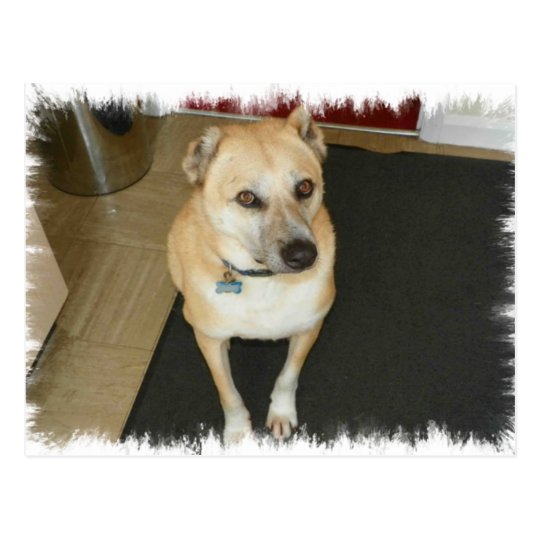 Nowzad Rescue Dog Postcard