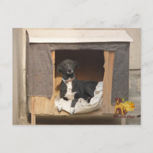 Nowzad rescue postcard