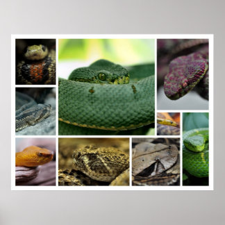 NR Snake Photography_Page000 Poster