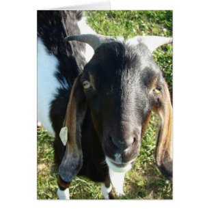 Nubian Billy Goat