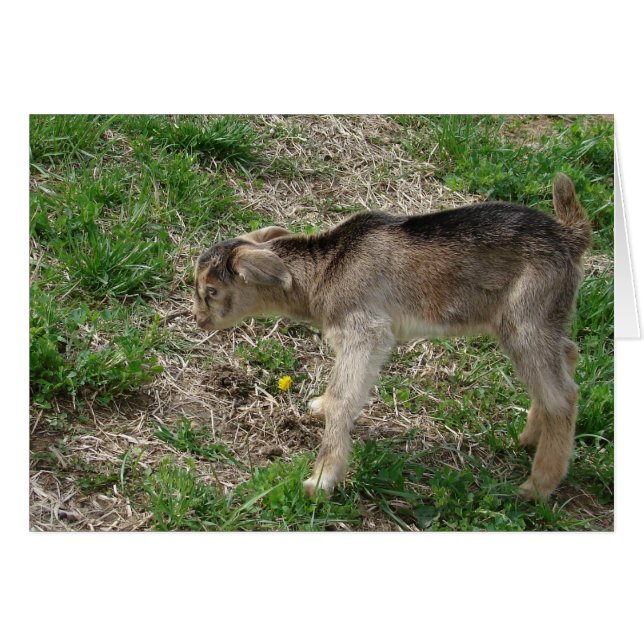 Nubian Billy Kid at One-Day-Old (Front Horizontal)