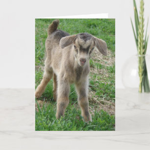 Nubian  Billy Kid at One-Day-Old Card