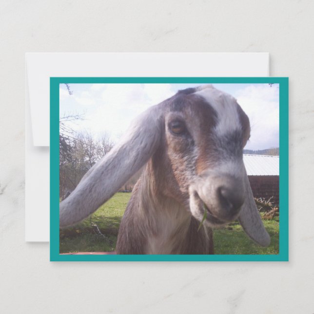 Nubian Goat (Front)