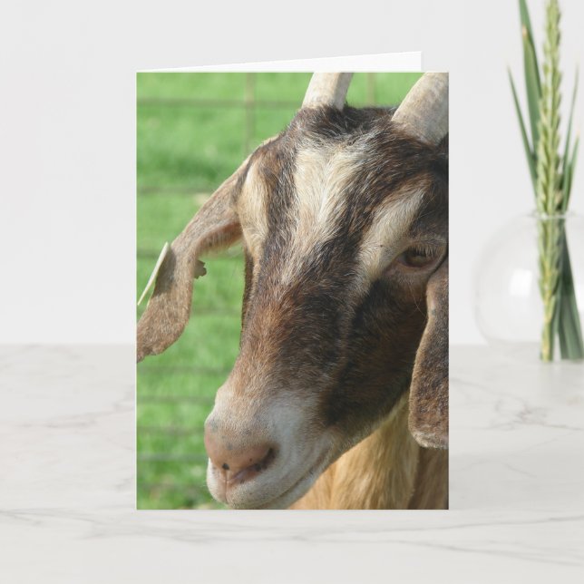Nubian Goat Card (Front)