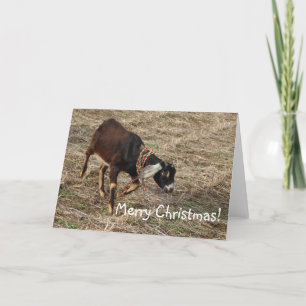 Nubian Goat, Merry Christmas! Holiday Card