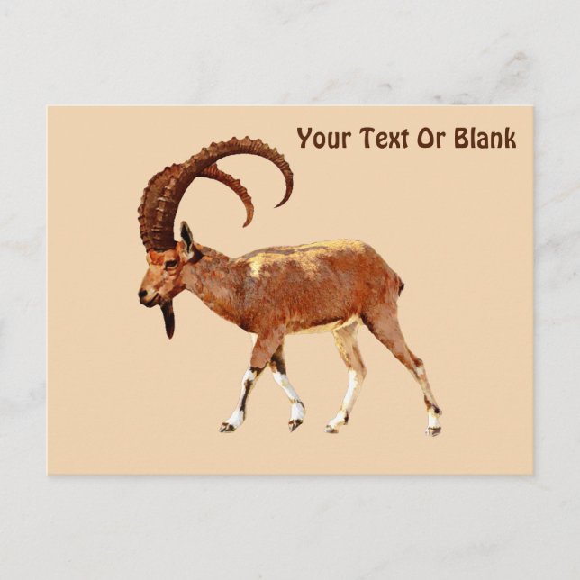 Nubian Ibex - Ein Gedi Postcard (Front)