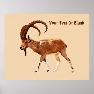 Nubian Ibex - Ein Gedi Poster