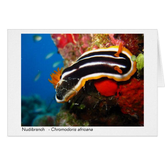 Nudibranch gift card - 02 (Front Horizontal)
